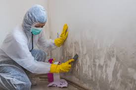 Best Mold Prevention Services in USA